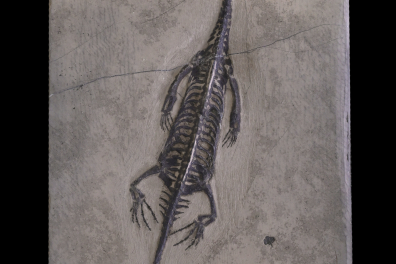 Reptile marin fossile (Keishosaurus huy)